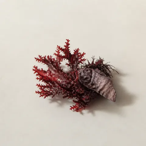 Red Seaweed