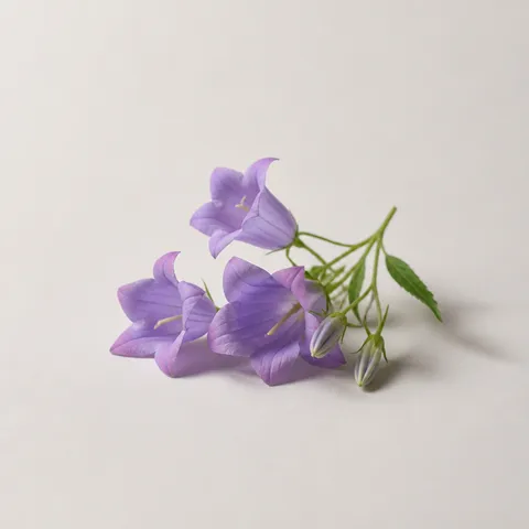Bellflower