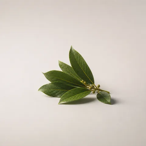 Laurel