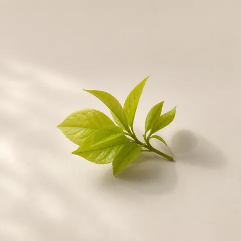 Soft Young Leaves