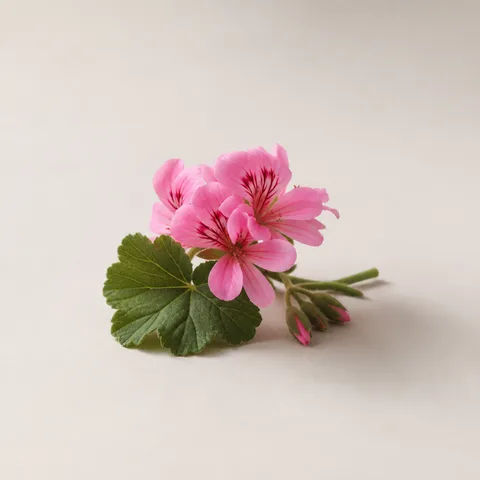 ブルボンゼラニウム