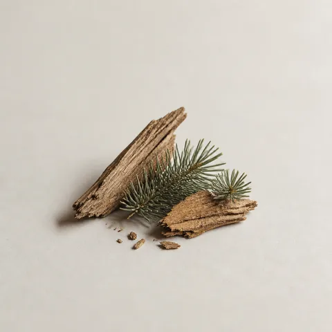 Cedar Atlas