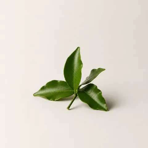 Mandarin Leaf
