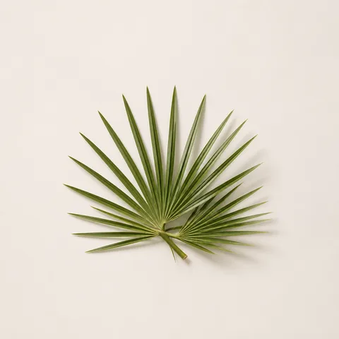 Palm Leaf