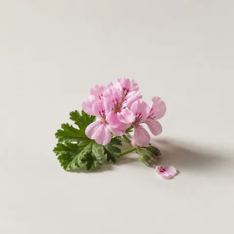 Rose Geranium