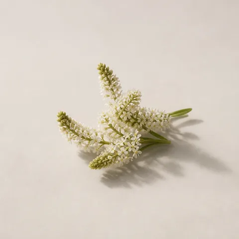 ミニョネット