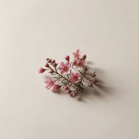 Boronia