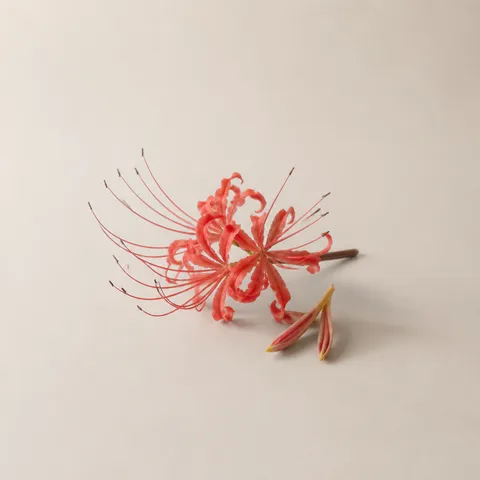 スパイダーリリー