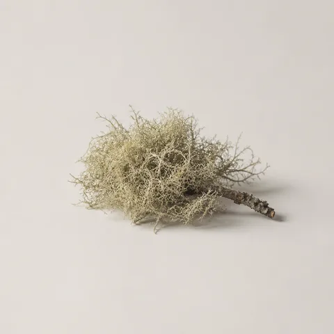 Barba de Viejo