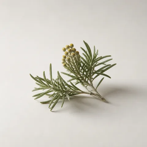 マルセラ