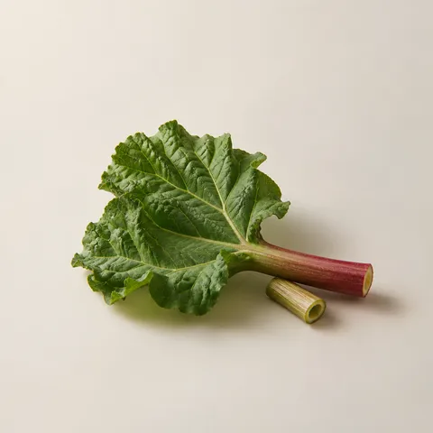 Rhubarb Leaf