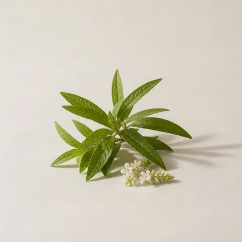 Lemon Verbena