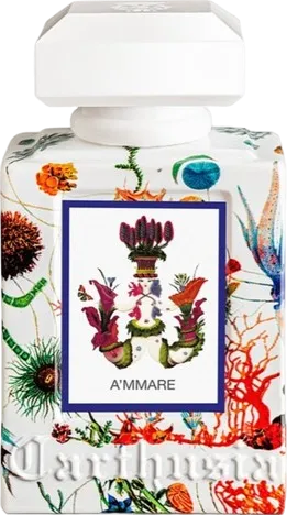 アンマーレ