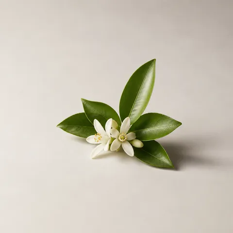 オレンジリーフ