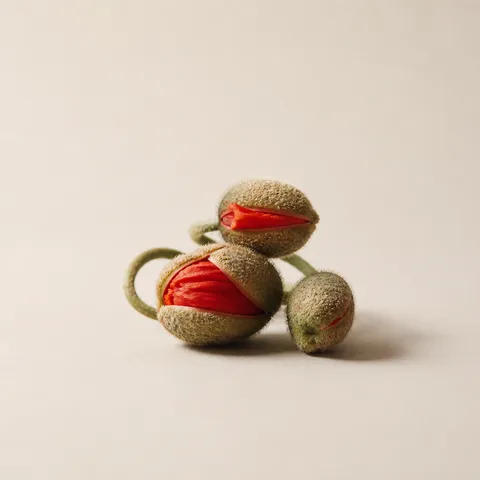 Poppy Buds
