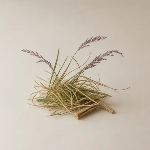 Purple Love Grass
