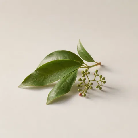 Pink Peppercorn Leaf