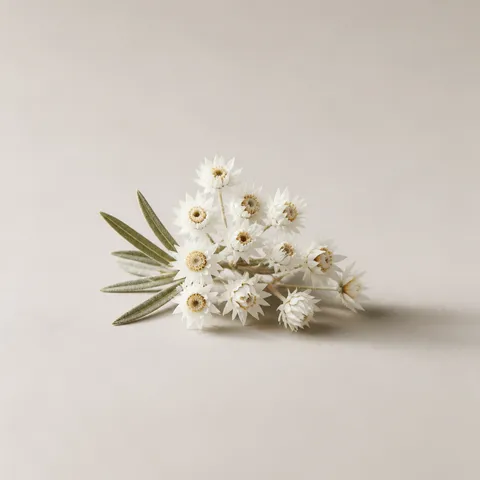 Rice Flower