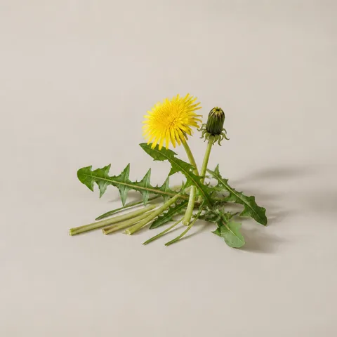タンポポ
