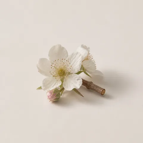 Raspberry blossom