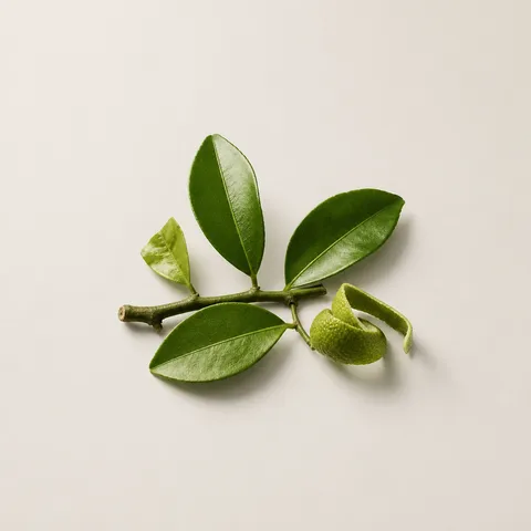 Citrus Leaf