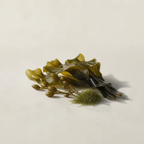 海藻