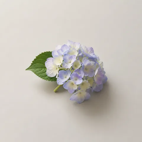 紫陽花