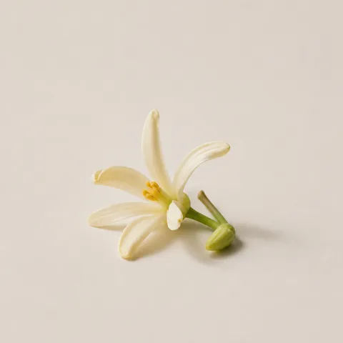 Papaya flower