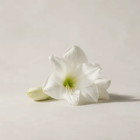 White Amaryllis