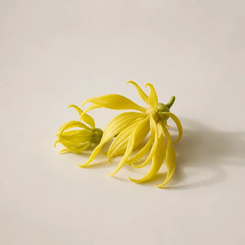カナンガ（イランイラン）油