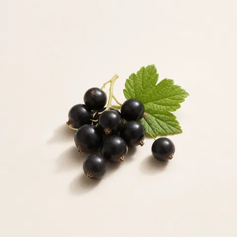 Italian Cassis (Black Currant)