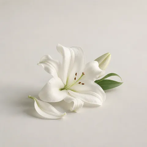 White lily
