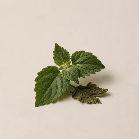 Patchouli Leaf