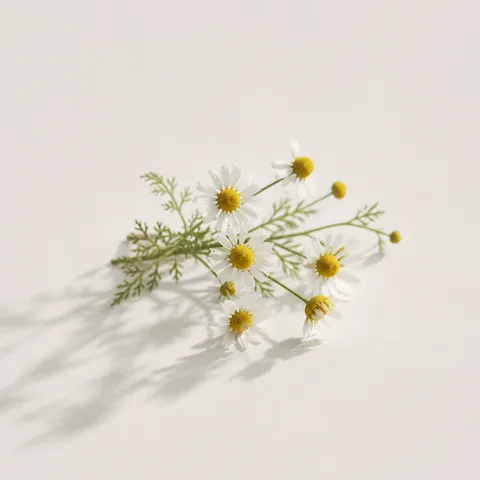 Wild Camomile