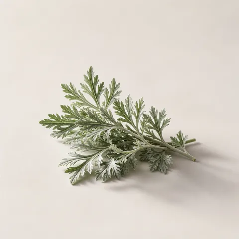 Artemesia