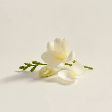 Freesia Rollerball Accord