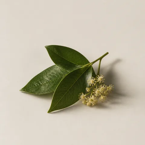 Ho Leaf