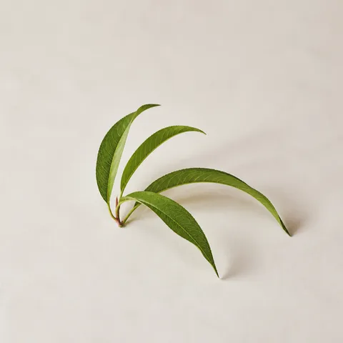 Peach Leaf