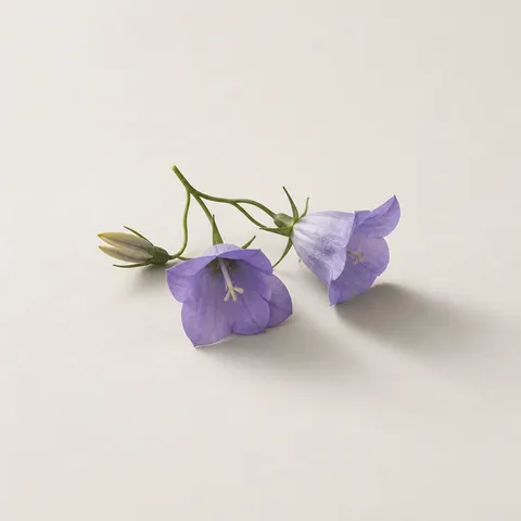 campanula