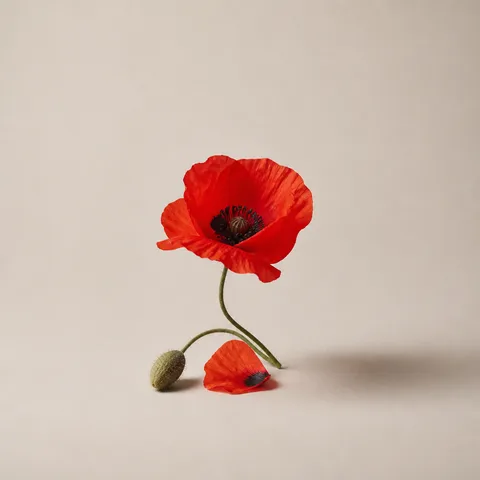 Poppy