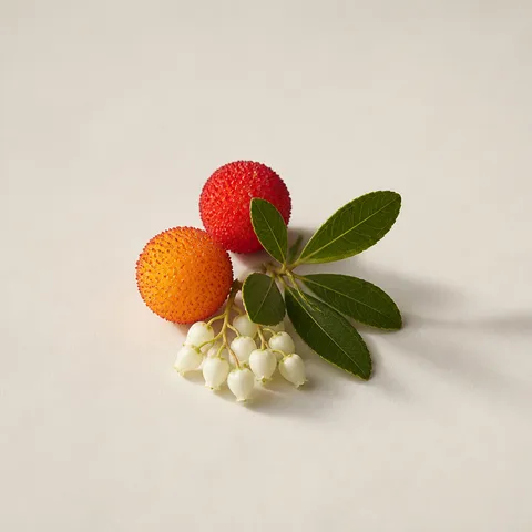 Arbutus