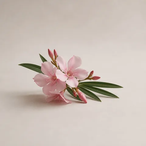 Oleander