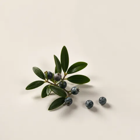 Sicilian Myrtle