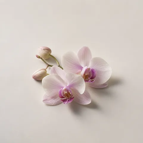 Orchids