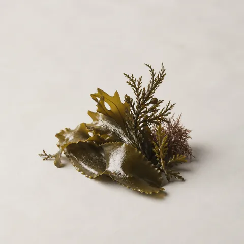 Seaweed from Tigullio