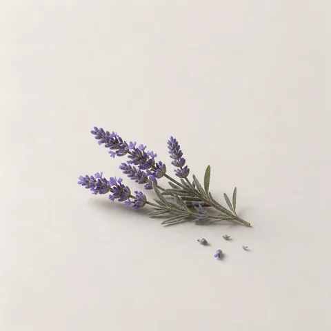 Come Lake Lavender