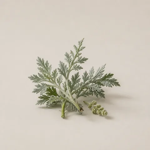 Alpine Artemisia
