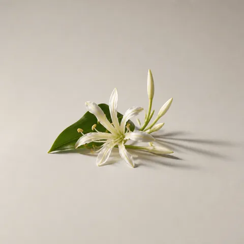 Mediterranean Hedychium