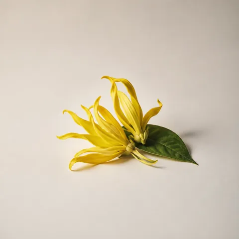 Thai Ylang Ylang