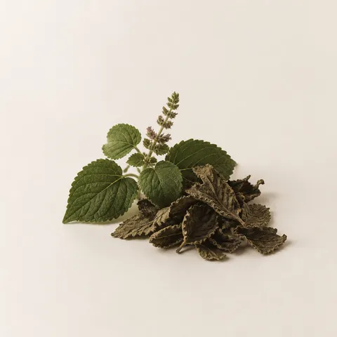 Singapore Patchouli